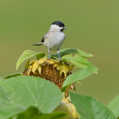 Eurasian Marsh Tit (Poecile palustris) bird perched on a dried sunflower (Helianthus annuus) seed head in a field, natural blurry green background. © czjonyyy