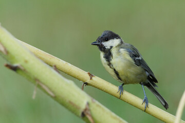 Great Tit Parus major passerine bird perched on a thick thorny plant stem in nature, male with distinct black chest band bird © czjonyyy