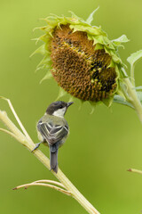Great Tit Parus major passerine bird perched on a thick thorny plant stem in nature, male with distinct black chest band bird © czjonyyy