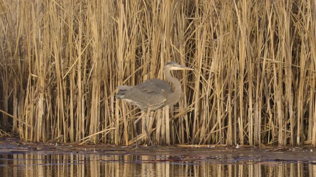 A Great Blue Heron steps out of the shallow water at the edge of a lake onto the ice and slips. The ice under its foot breaks and it flaps its wings to find a spot on thicker ice.