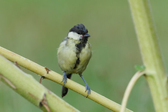Great Tit Parus major passerine bird perched on a thick thorny plant stem in nature, male with distinct black chest band bird