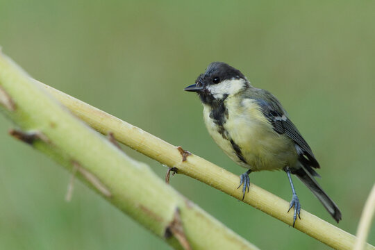 Great Tit Parus major passerine bird perched on a thick thorny plant stem in nature, male with distinct black chest band bird