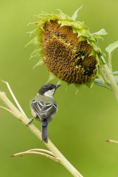 Great Tit Parus major passerine bird perched on a thick thorny plant stem in nature, male with distinct black chest band bird