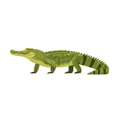Fototapeta premium Green Alligator Illustration on White Background, Side View
