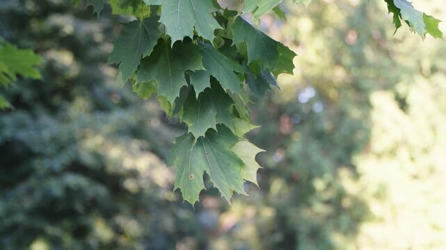 Green maple leaves hang down from a branch and gently sway against a blurred, sunlit forest background outdoors.