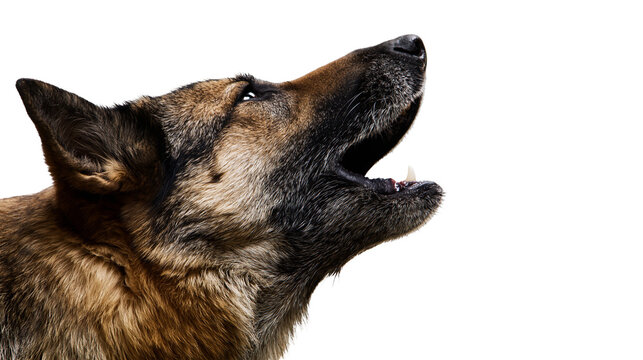 Isolated majestic German Shepherd dog barking or howling, head in profile, looking upwards.