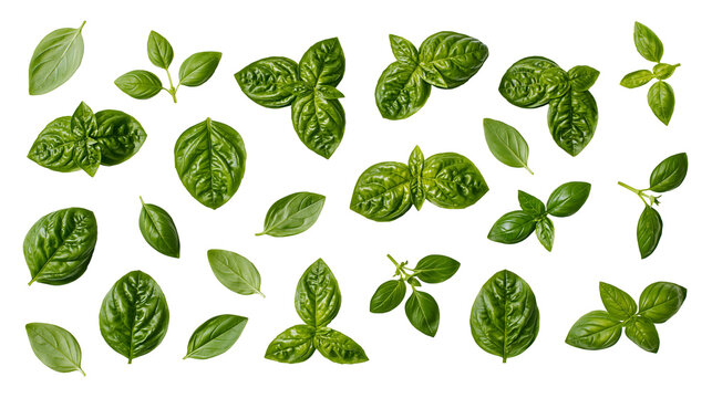 Isolated fresh green basil leaves and small sprigs artfully arranged for culinary use