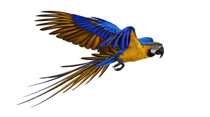 Isolated vibrant blue and gold macaw parrot flying with outstretched wings, tropical bird © David