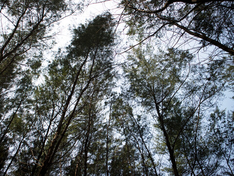 landscape of the shrimp pine forest area on the seashore as part of conservation