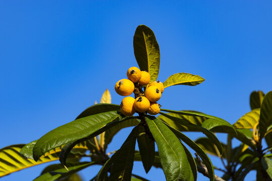 Ripe yellow loquat fruit on tree branch under clear blue sky
