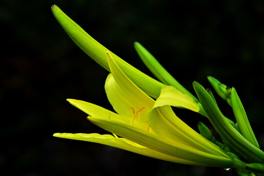 Hemerocallis Lilioasphodelus