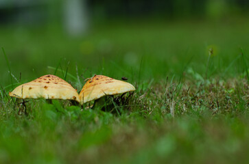 Yellow spotted mushrooms in grass with small insect © NguyenAnh