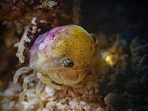 Juvenile Convex Crab (Carpilius convexus)