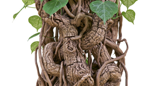 Isolated old gnarled twisted tree trunk with intertwined roots and fresh green leaves growing