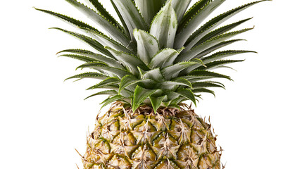 Fototapeta premium Isolated fresh ripe pineapple fruit with green crown and spiky leaves, tropical plant produce.