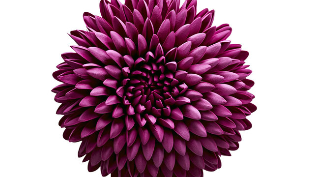 Isolated beautiful vibrant purple flower with intricate layered petals, showcasing its textured surface