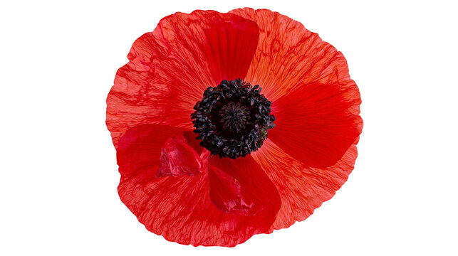 Isolated vibrant red poppy flower, delicate petals, dark center, symbol of natural beauty.