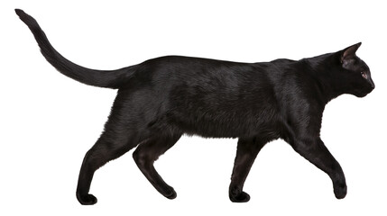 Isolated beautiful black domestic cat with a long tail walking peacefully, side view. © Lucas