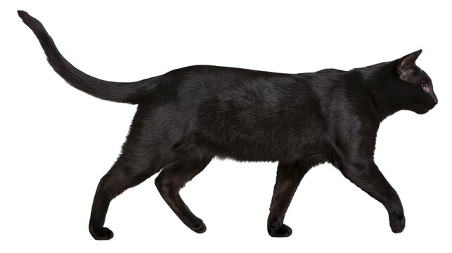 Isolated beautiful black domestic cat with a long tail walking peacefully, side view.