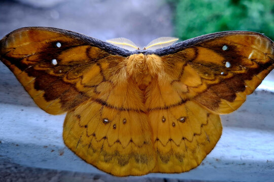 Plano detalle de polilla nocturna dorada con patrones en las alas / Close up of golden Saturniid moth with wing patterns