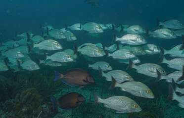 Schooling Snappers and Surgeonfish at Barracuda Reef © Kyle