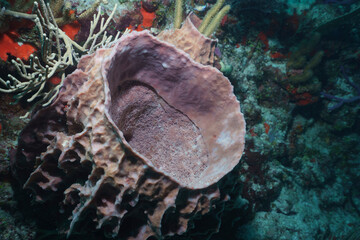 Giant Pink Cup Sponge at Barracuda Reef © Kyle