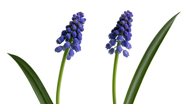 Isolated vibrant blue grape hyacinth flowers with fresh green leaves, elegant studio shot