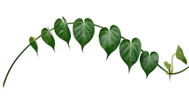 Isolated vibrant green heart-shaped leaves on a graceful curving vine, symbolizing nature and growth.