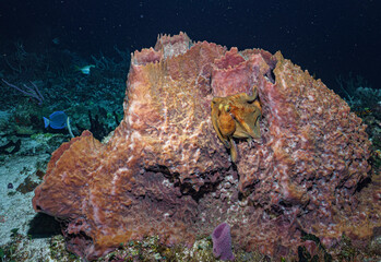 Octopus Camouflaged on Massive Sponge © Kyle