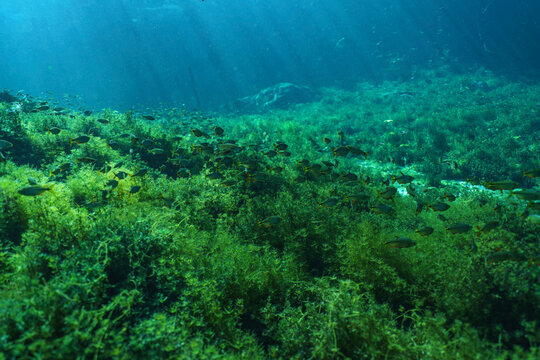 School of Piranhas in Cenote Carshwash