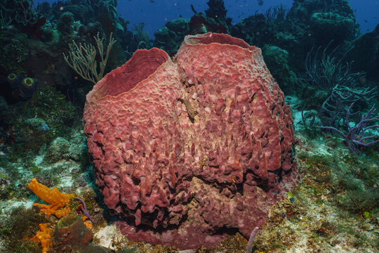 Giant Barrel Sponge on a Cozumel Reef