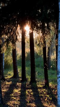 Sunlight streams through tree trunks in a tranquil forest, creating shadows on the ground and highlighting the vibrant green foliage nearby