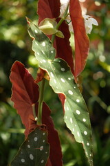 polka dot begonia (Begonia maculata), commonly known as an angel wing begonia, featuring elongated green leaves with white spots and deep red undersides © Sarah