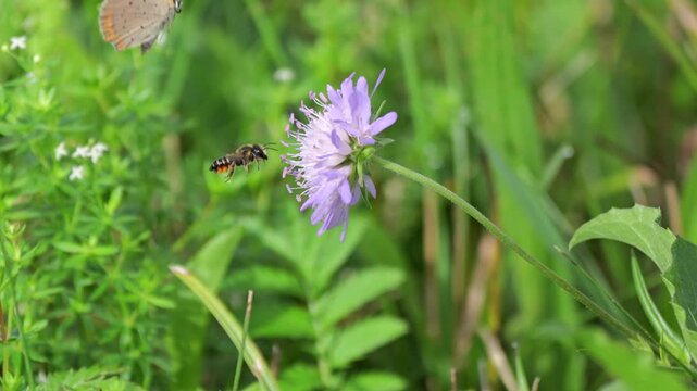 Kleine Feuerfalter (Lycaena phlaeas) wird von Biene von der Bl&uuml;te deracker-witwenblume (knautia arvensis) vertrieben