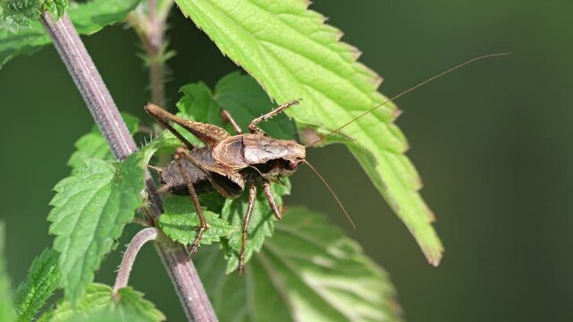 Gemeine Strauchschrecke (Pholidoptera griseoaptera)