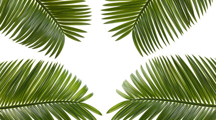 Isolated vibrant green tropical palm tree leaves symmetrically arranged nature design © Niamh