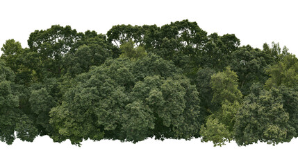 Isolated vibrant green forest line featuring dense summer deciduous trees, perfect for natural scenes. © Niamh