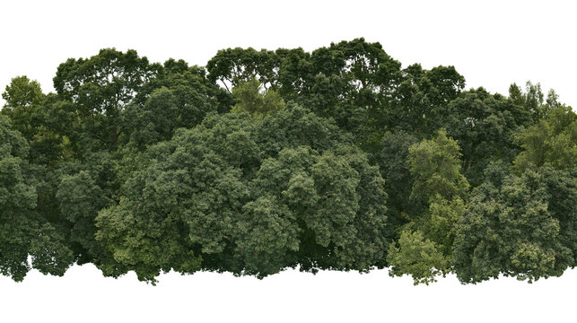 Isolated vibrant green forest line featuring dense summer deciduous trees, perfect for natural scenes.