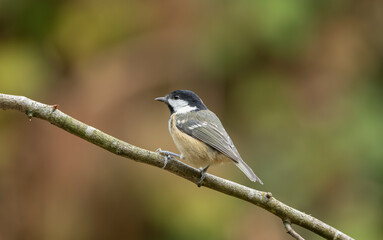 Coal Tit Bird Perched On Branch With Soft Bokeh Background, Close-Up Wildlife Portrait © © Raymond Orton