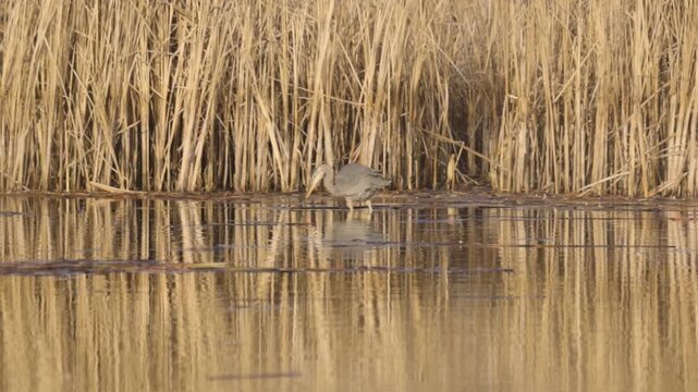 A Great Blue Heron grabs a fish from the shallow water at the edge of a marsh then maneuvers it before swallowing it and washing its beak in the water on a winter morning at a Bird Refuge in Utah.