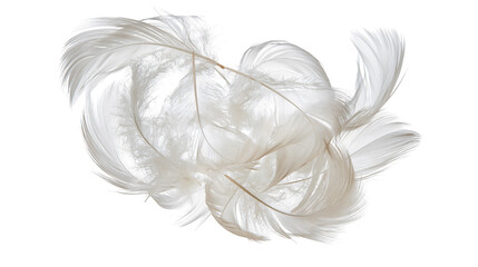 Isolated collection of delicate natural white bird feathers, soft and fluffy texture. © Niamh