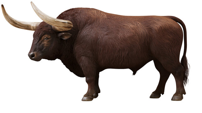 Isolated majestic longhorn bull with large curving horns, powerful and robust animal.