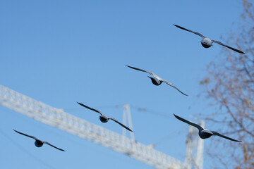 Naklejka premium Five pigeons fly in diagonal formation against a clear blue sky, wings spread in line with a construction crane below.