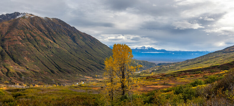 Alaskan Hatcher Pass autumn landscape with yellow tree