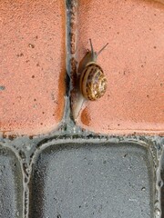 Big snail in shell crawling on road. © Kateryna