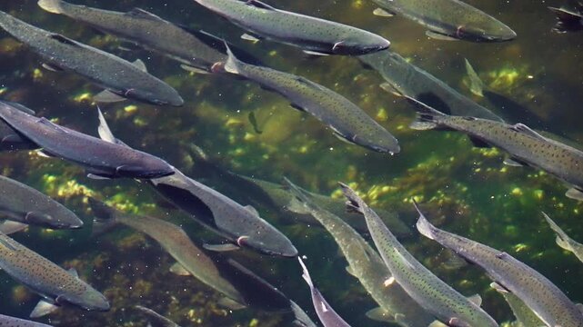 Pink Alaskan salmon Spawn in river