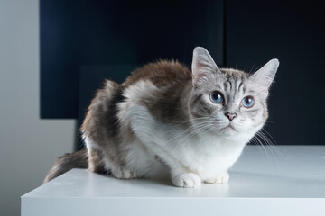 cat on the table © Ahmed J.R