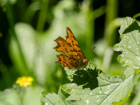 C-Falter (Polygonia c-album) oder (Nymphalis c-album)