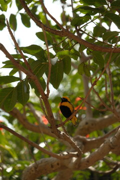 male yellow-crowned bishop (Euplectes afer) in breeding plumage, characterized by its striking black face and underparts contrasting with a bright yellow crown and collar