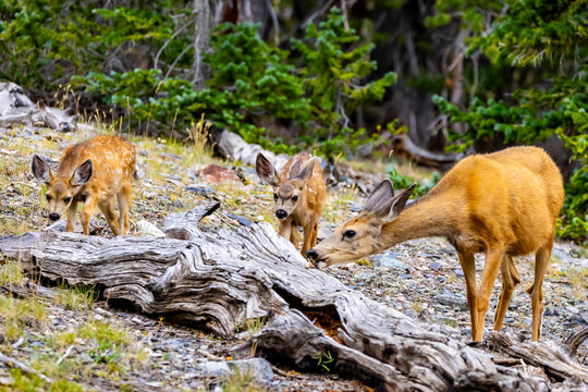 Mother deer with twin fawns along alpine trail